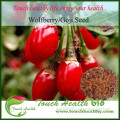 Touchhealthy supply 2015 High germination Chinese wolfberry seeds for growing